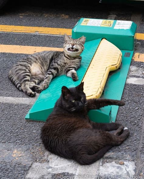 Hilariously Adorable Pictures Of Stray Cats As Captured By This