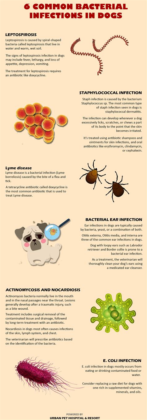 Pet News And Articles Urban Pet Hospital Blog How To Treat Bacterial