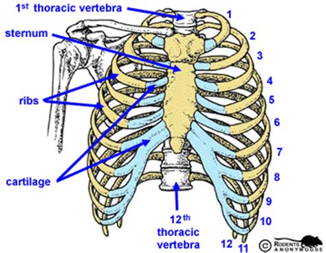 This article will look at the osteology of the thoracic vertebrae, examining their characteristic features, joints and clinical correlations. AL's Labs: The skeleton - Bones - Axial skeleton