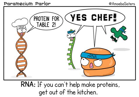 Paramecium Parlor Comics Science With The Amoeba Sisters