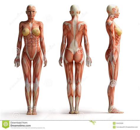 Female Anatomy Front View Anatomia da perna Músculos femininos