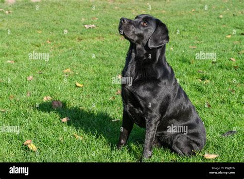 Black Labrador Retriever Male Adult Stock Photo Alamy