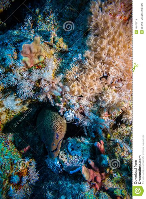Giant Morey Eel In The Red Sea Stock Image Image Of Wildlife Floor