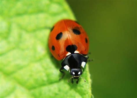 ladybug vs asian lady beetle vs japanese beetle 4 differences the buginator