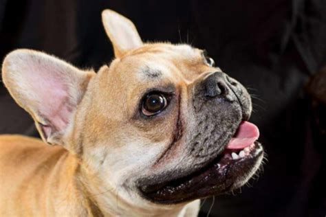 French Bulldog Tear Stains Causes Prevention And Effective Solutions