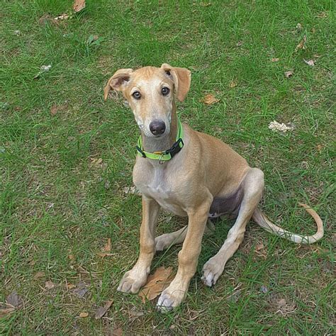 Spanish greyhound - Galgo Espaniol puppy-male for sale - Dogs Jelena ...