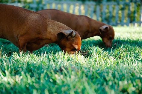 Fi Dogs Sniffing Grass My Gardening 411