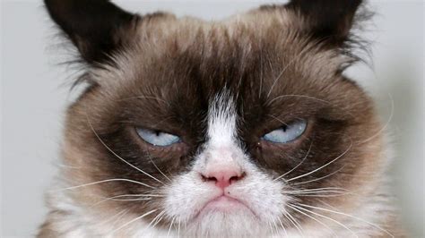 Grumpy Cat Rip A Look Back At The Life Of Famous Cat Bbc Newsround