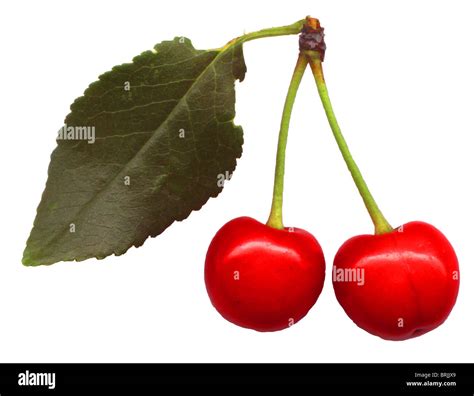 Red Ripe Cherries Stock Photo Alamy