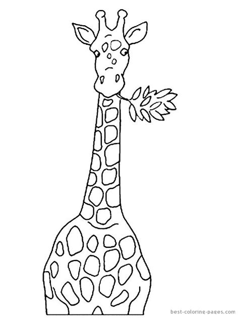 Giraffe Head Coloring Pages Giraffes Coloring Pages Giraffe