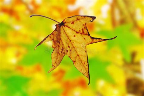 Autumn Leaf Falling From Maple Tree Stock Image Image Of Colour