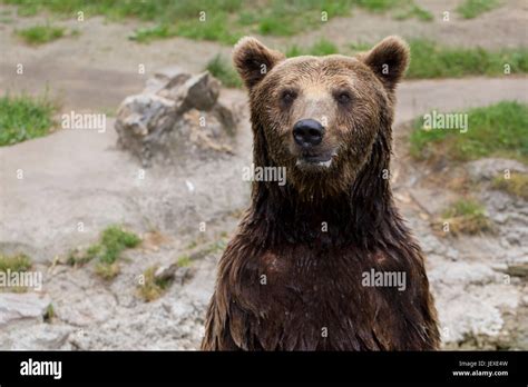 The Brown Bear Stands On Its Hind Legs And Looks Around Search For A