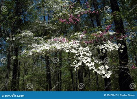 Dogwood And Redbud Flowers Stock Image Image Of Flora Arboreal 33475647
