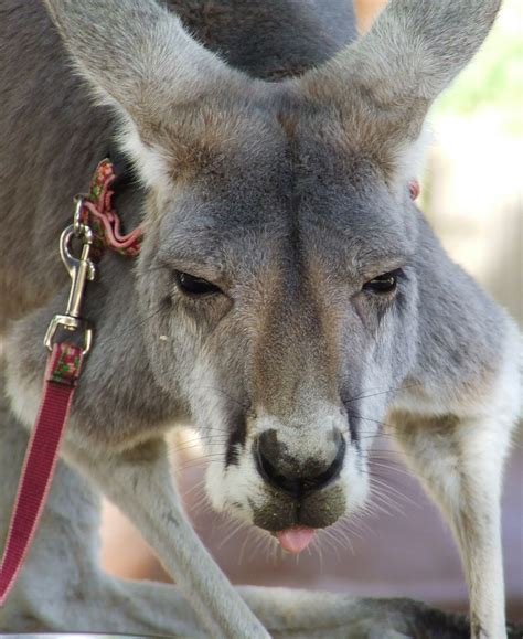 Kangaroo Tongue By Dtf Stock On Deviantart