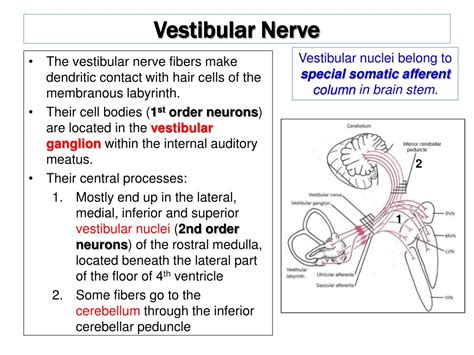 Ppt The Vestibulo Cochlear Nerve Cranial Nerve 8 Vestibular