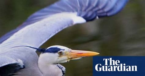 Uks Waterway Wildlife Environment The Guardian