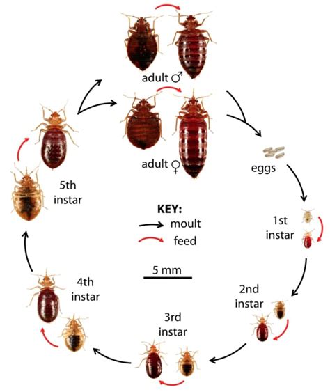 Bed Bugs Identification Bed Bug Exterminator Toronto Reviews