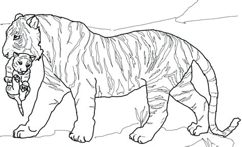 31 Tiger Coloring Pages For Adults Zsksydny Coloring Pages