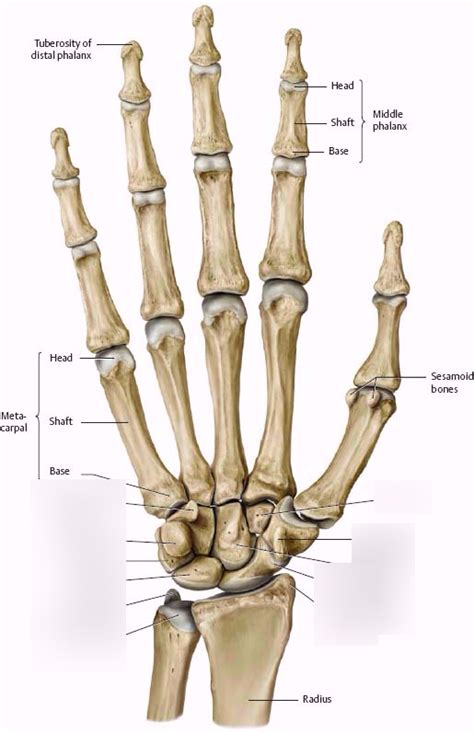 Bones Of The Hand Carpals Palmar View Diagram Quizlet