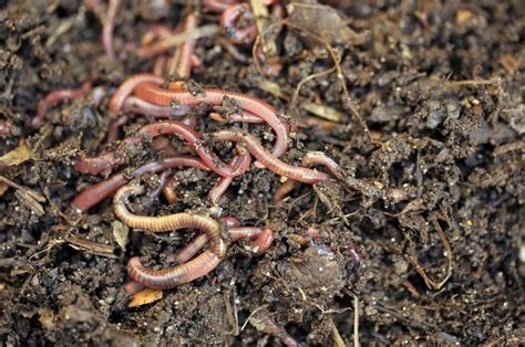 How To Get Rid Of Worms In Indoor Plant Soil Sc Garden Guru