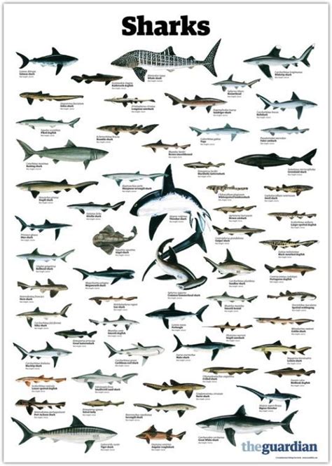 Aquarium Types Of Sharks Shark Shark Fishing