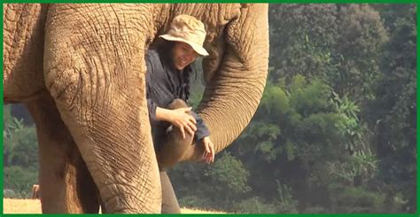 heartwarming affection elephants show love for their favorite human
