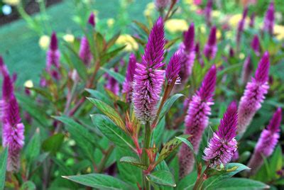 This plant will require occasional maintenance and upkeep. Plant of the Month - Neil Sperry's GARDENS