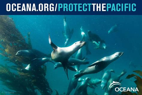 Protect The Pacific And Its Marine Life From Deadly Fishing Practices