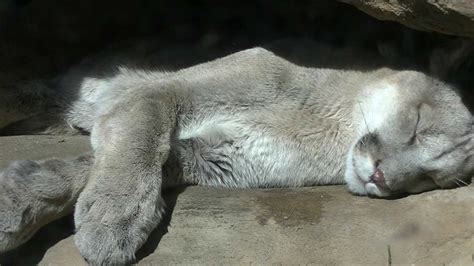 Sleeping Mountain Lion Cm Zoo Youtube
