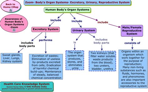 Urinary System Concept Map