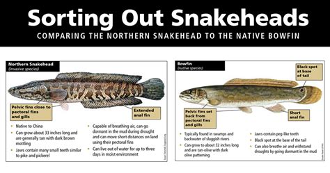 Mdwfp 11 Frequently Asked Questions About Northern Snakeheads