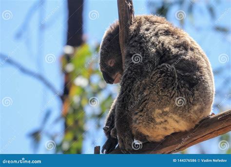 Furry Sad Koala Bear Tired From Tourists On The Branch Sydney