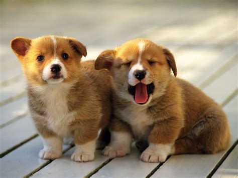 Un Par De Perritos Muy Bonitos Little Puppies Gallery Photo Pictures