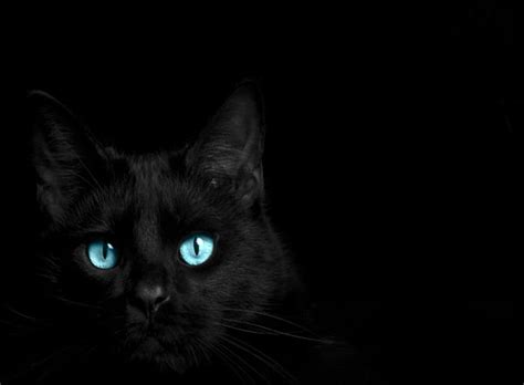 The Eyes Have It Feline Black Eyes Cats Animals Blue Hd