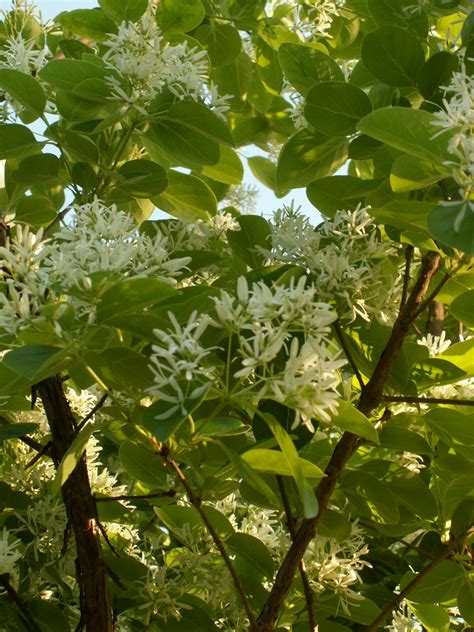 Chionanthus Virginicusfringe Tree Delicate Fragrant White Flowers
