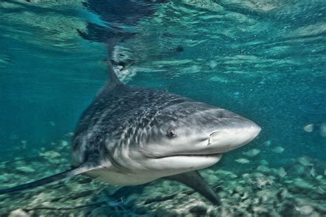 The incident occurred on the it is known to see the odd bullshark in the mouth of the river however this happened 28km up from the river mouth. Bull Shark Facts | Planet Deadly