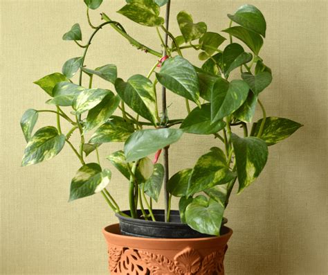 10 Types Of Pothos That Are Easy To Grow At Home