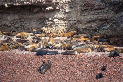 Fur Seals On The Islands Of Ballestas In Peru Stock Photo Image Of