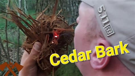 The Wonders Of Cedar Bark Birds Nest And Fine Tinder Youtube