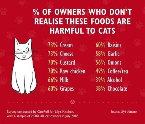 Celery is considered to be a negative calorie food, in that you consume more energy eating it than it actually provides. Can Cats Eat Cheese? Here Are The Foods You Shouldn't Feed ...