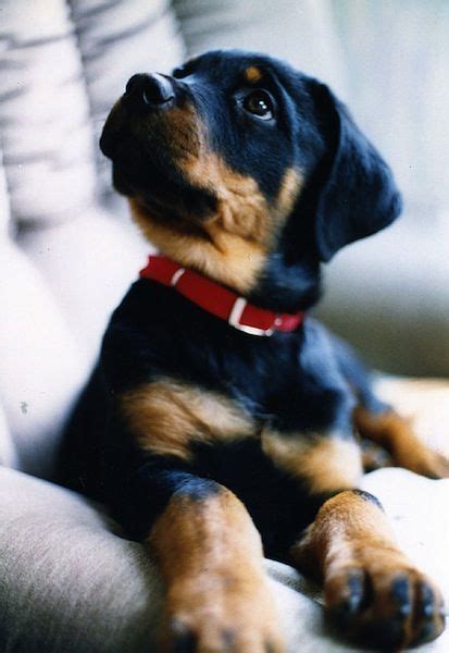 rottweiler dogs pinterest aol image search results