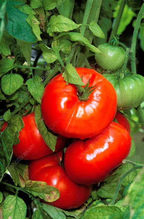 Beefsteak Tomatoes Stock Image C0273401 Science Photo Library