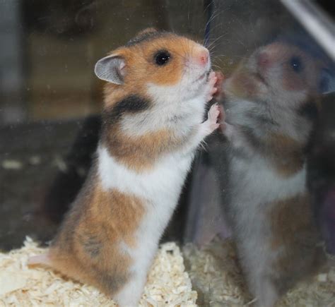 Wonderlands M Poikueen Kuvat Syrian Hamster Hamster Hamster Life