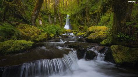 Cascade Waterfall Stream Forest Viewes Vegetation Mossy Trees