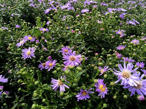 Aster Novi Belgii Woods Light Blue Woods Light Blue New York Aster