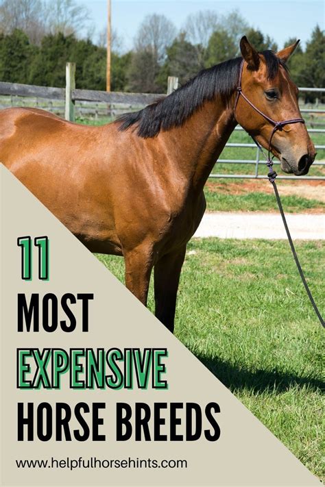 While Horses Are One Of The Most Expensive And Time Consuming Companion