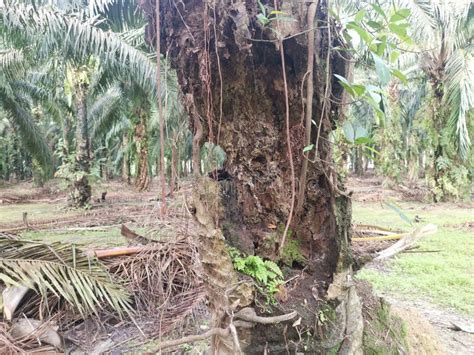 The Palm Tree Trunk Rotting With A Hole Stock Photo Image Of Moss