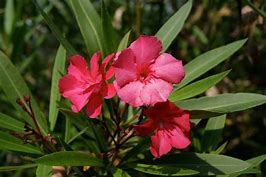 Bildresultat för nerium oleander