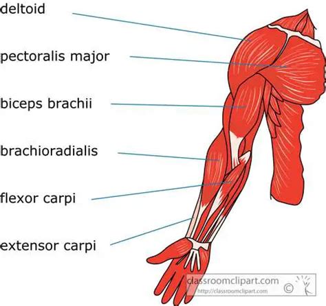 Arm Diagram Healthiack