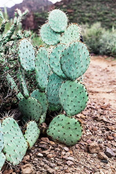 Prickly Pear Cactus In Arizona High Quality Nature Stock Photos